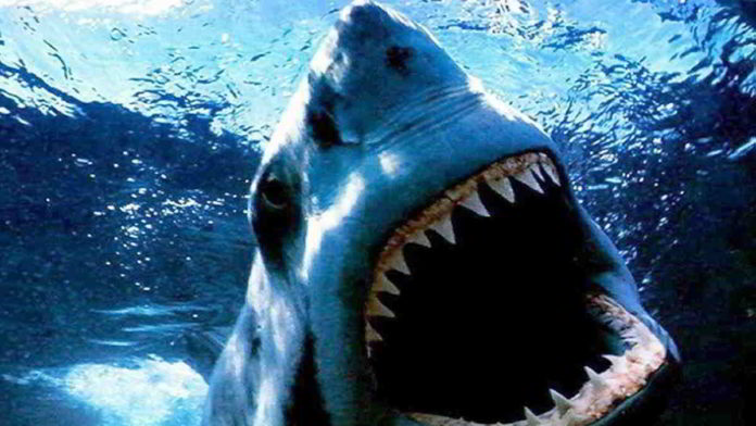Sinopsis Shark Night, Kisah Teror Hiu