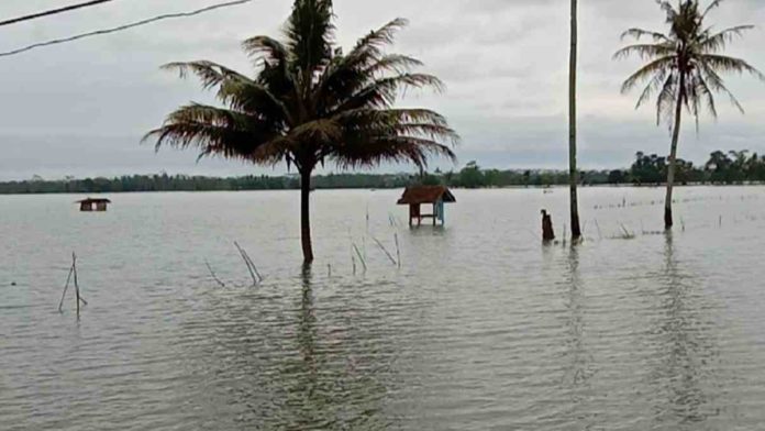Sungai Kedung Palungpung Meluap, Sawah di Pangandaran Terendam