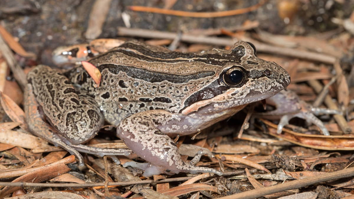 Tahapan Metamorfosis Katak