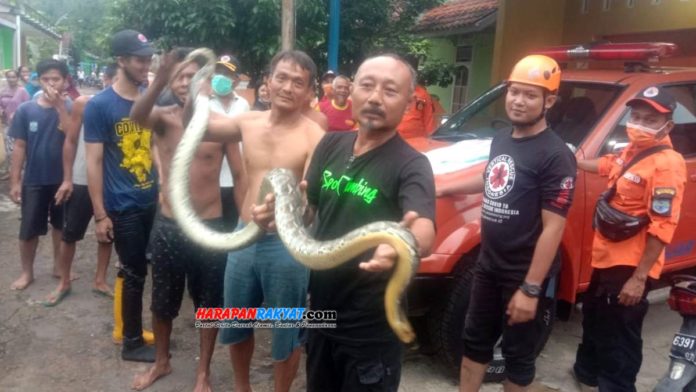 Tim petugas BPBD Kota Banjar saat mengevakuasi ular piton sepanjang 3 meter di Lingkungan Cikabuyutan Timur, Kelurahan Hegarsari, Kecamatan Pataruman. Foto: Muhlisin/HR.