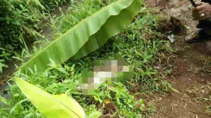 Warga Tasikmalaya Temukan Mayat Bayi Membusuk di Parit
