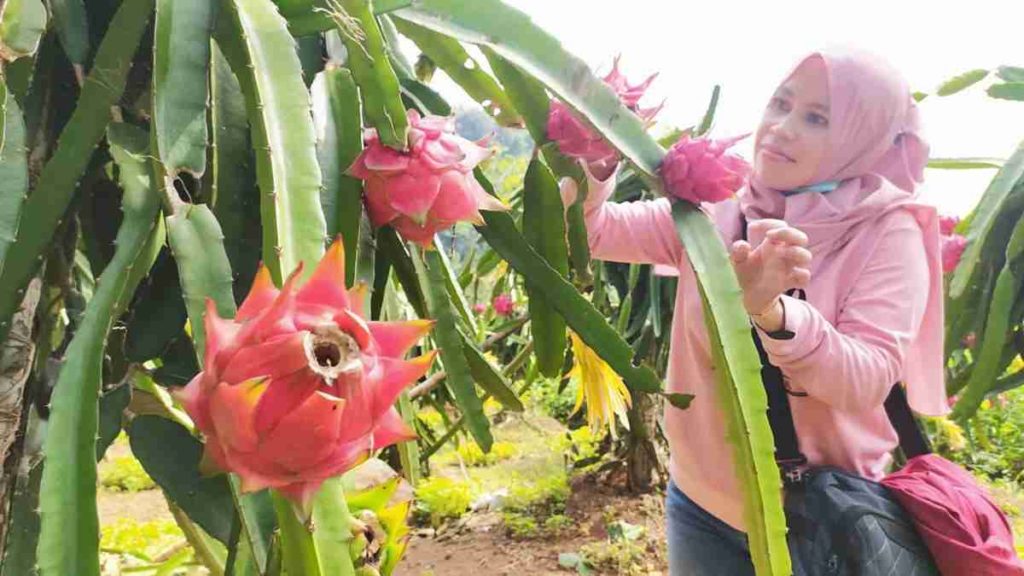 Argowisata Petik Buah Naga