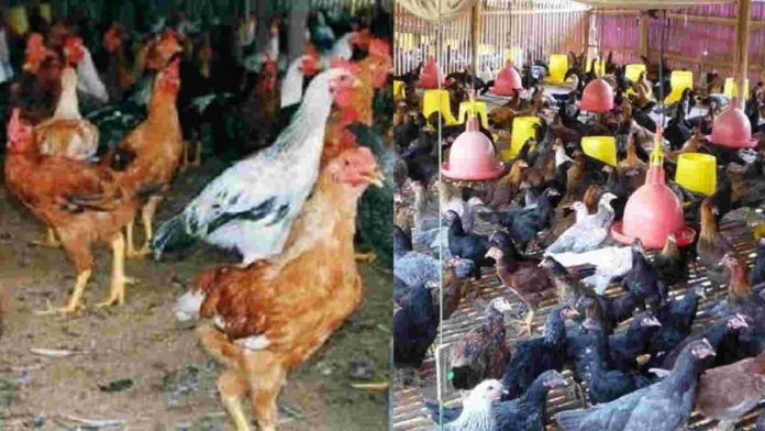 ternak ayam joper