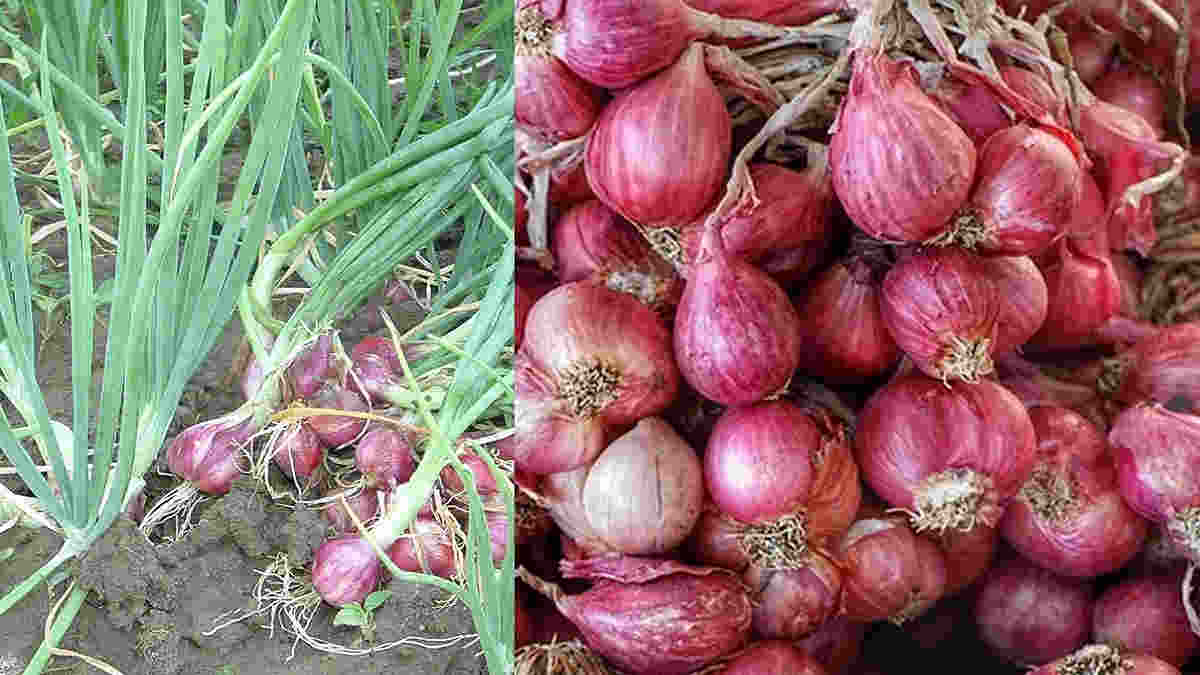 Cara menanam bawang merah di gelas aqua