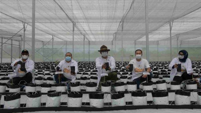 teknologi Smart Greenhouse