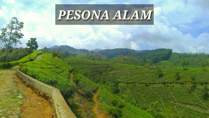 Kebun Teh Cipasung