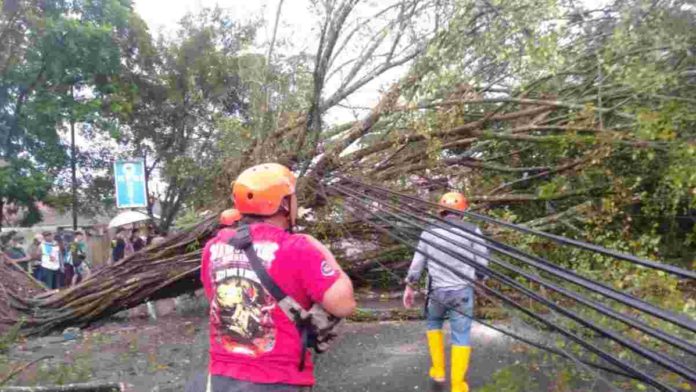 Akibat Pohon Tumbang, Jalan Nasional Ciamis-Pangandaran Macet