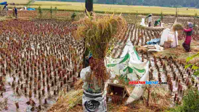 Alat perontok padi merupakan salah satu alat pertanian modern. Foto: Enceng 2/HR.