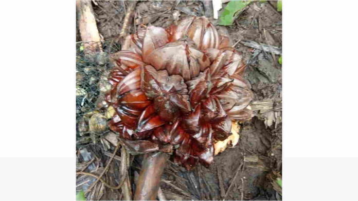 Buah Dahon di Pangandaran Ternyata Bagus untuk Kesehatan