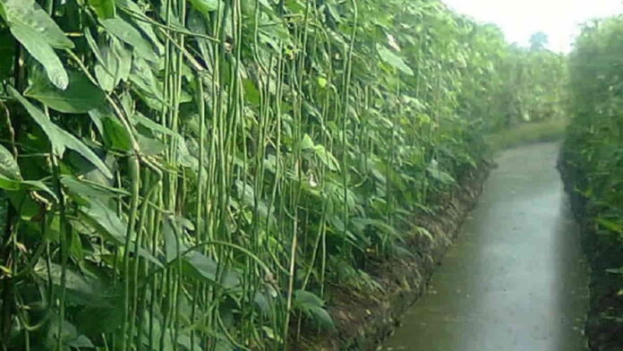 Budidaya Kacang Panjang