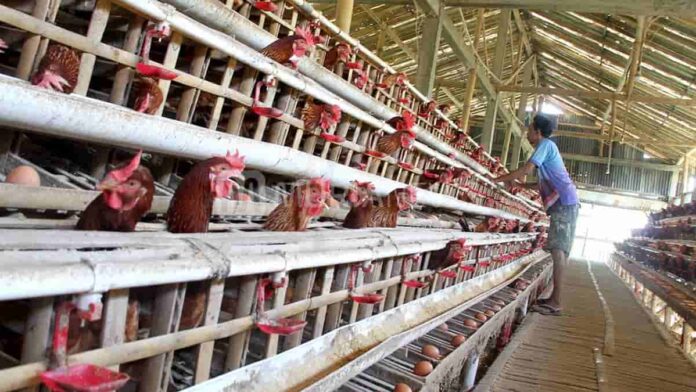 Cara Beternak Ayam Petelur