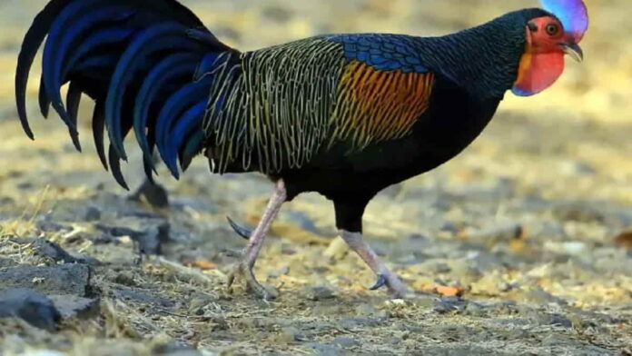 Cara Ternak Ayam Bekisar