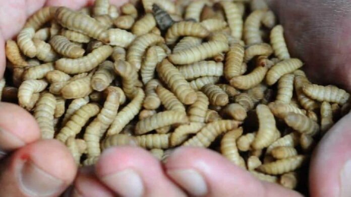 Cara Ternak Maggot