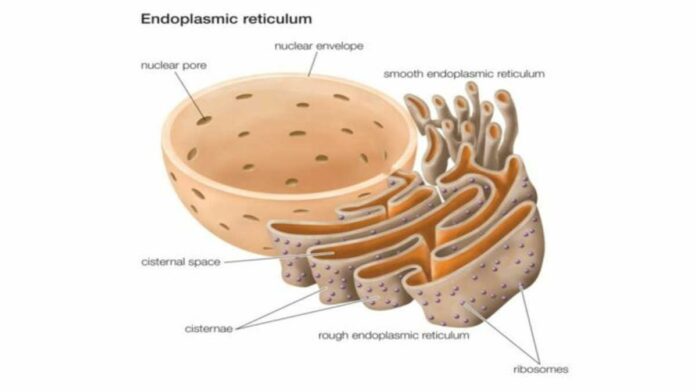 Fungsi Retikulum Endoplasma