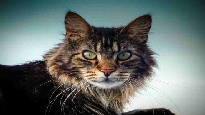 Kucing Ras Maine Coon
