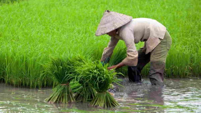 Mahasiswa Minta Pemkab Lindungi Petani di Pangandaran