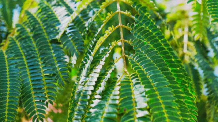 Manfaat Daun Lamtoro untuk Kesehatan Tubuh