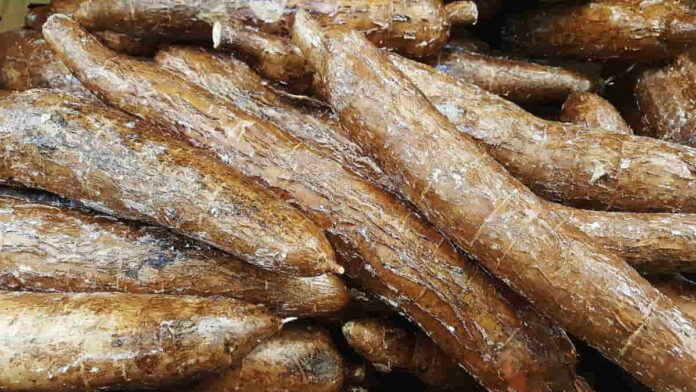 Manfaat Ketela Pohon untuk Kesehatan dan Daya Tahan Tubuh