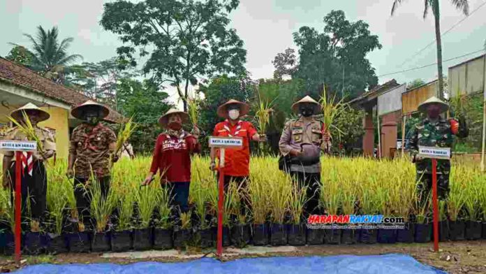 Menanam padi di Polybag