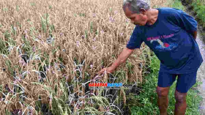 Diserang hama wereng, sejumlah petani di Sindangrasa Ciamis gagal panen. Foto: Eli Suherli/HR.