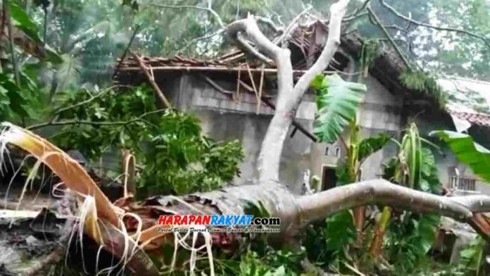 Sebuah pohon Albasia patah diterjang angin puting beliung dan menimpa satu rumah warga di Dusun Gerewing, Desa Pasirgeulis, Kecamatan Padaherang, Kabupaten Pangandaran. Foto: Entang SR/HR.