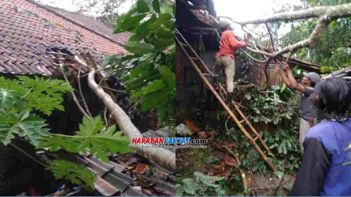 Pohon Karet Tumbang