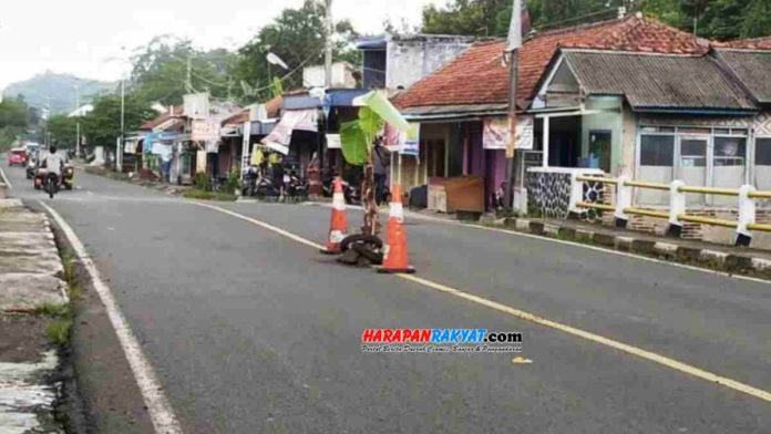 Akibat banyak terjadi kecelakaan, warga menanam pohon pisang di tengah jalan nasional, tepatnya di jalan berlubang wilayah Desa Ciganjeng, Kecamatan Padaherang, Kabupaten Pangandaran, Jawa Barat. Foto: Entang SR/HR.