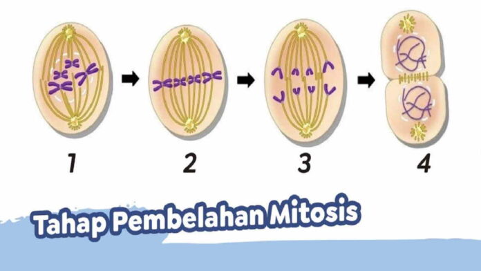 Tahapan Pembelahan Meiosis