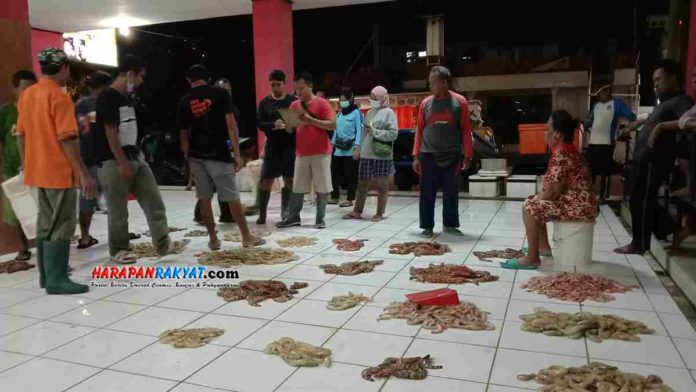Udang di TPI Minasari