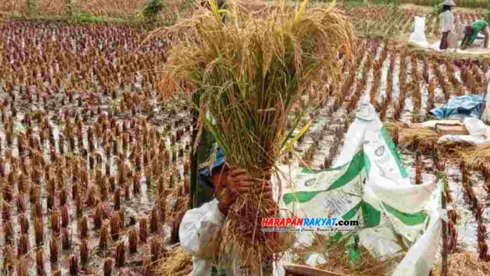 Panen padi di Pangandaran. Rata-rata hasil produksi padi di Kabupaten Pangandaran, Jawa Barat, per hektar lahan sawah mencapai 62,7 kuintal. Foto: Cenk2/HR.