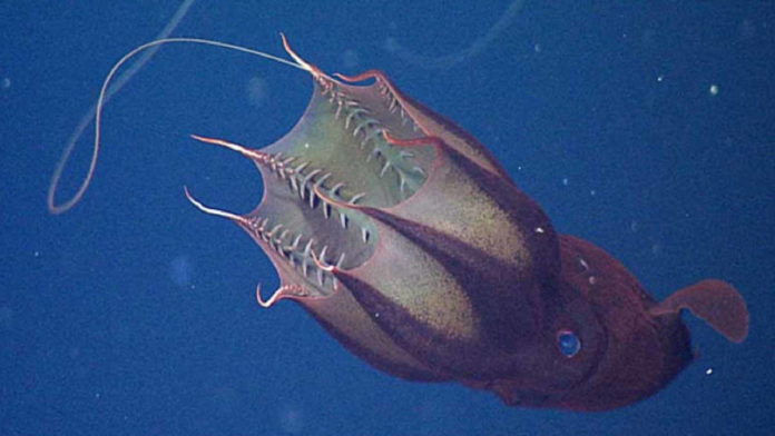 Fosil Vampyroteuthis Infernalis