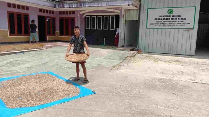 Agar Harga Stabil, Petani Kapol di Pangandaran Minta Regulasi