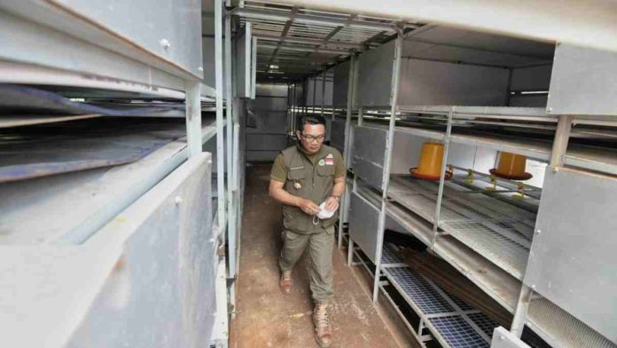 Apartemen Peternakan Ayam