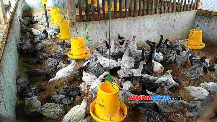 Potensi Ayam Sentul Asli Ciamis Sangat Tinggi di Pasaran