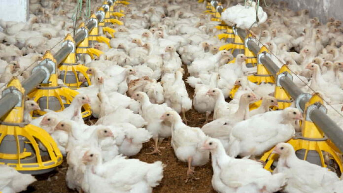 Cara Ternak Ayam Broiler, Cepat Panen Untung Melimpah