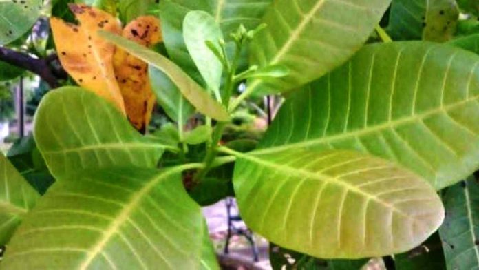 Manfaat daun jambu monyet