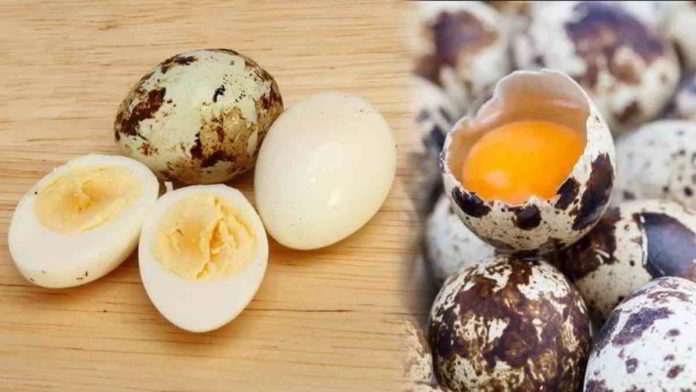 Fakta Seputar Telur Puyuh yang Wajib Anda Ketahui