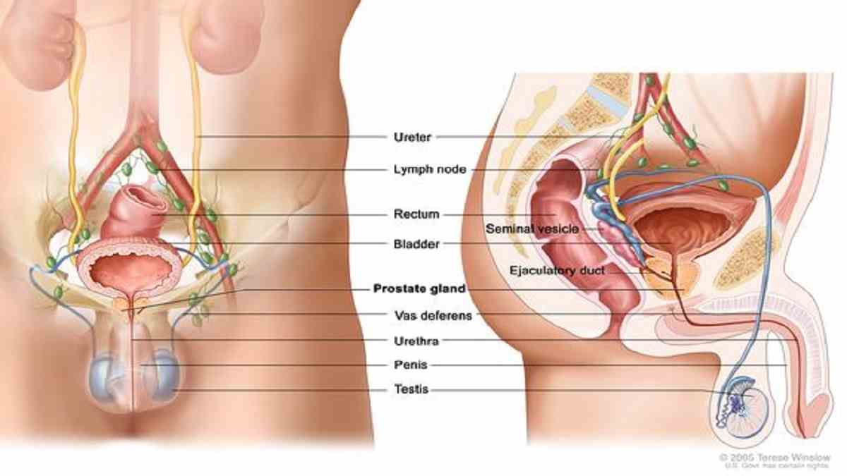 Saluran yang berperan dalam menghubungkan epididimis dengan uretra adalah