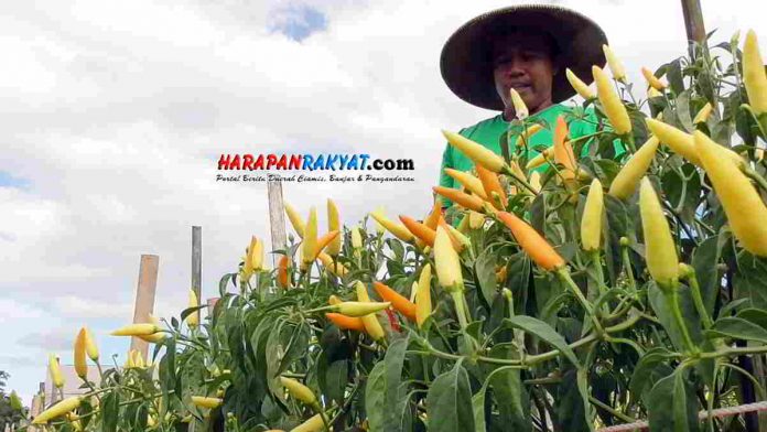 Harga Cabai Meroket