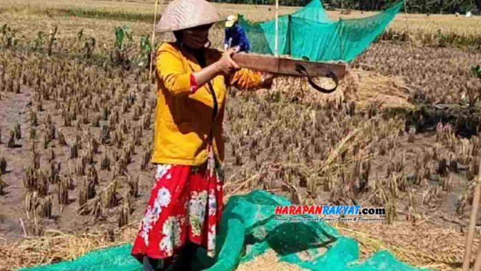 Harga Gabah Turun