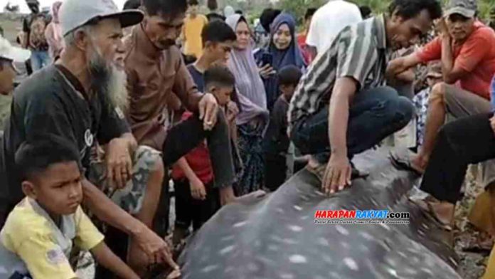 Seekor Ikan Hiu Tutul Terdampar di Pantai Cimanuk Tasikmalaya