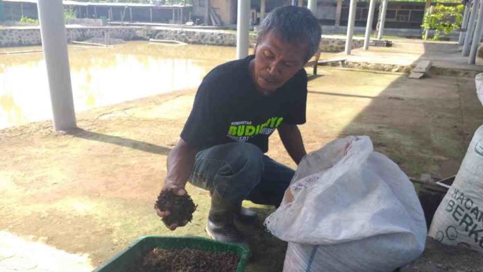Kasgot Jadi Pupuk Organik