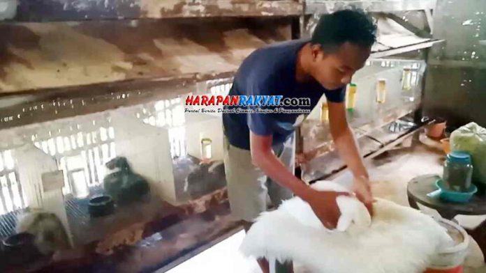 Kelinci Hias Asal Pangandaran Tembus Pasar Asia