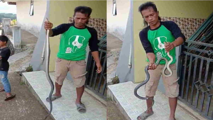 Kerap Masuk Rumah, Warga Sukamantri Ciamis Tangkap King Kobra