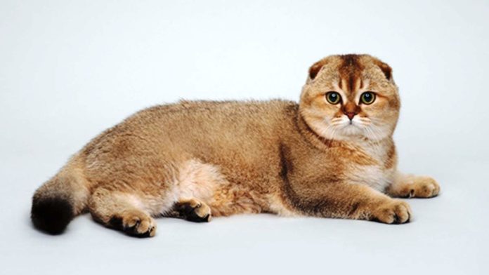 Kucing ras