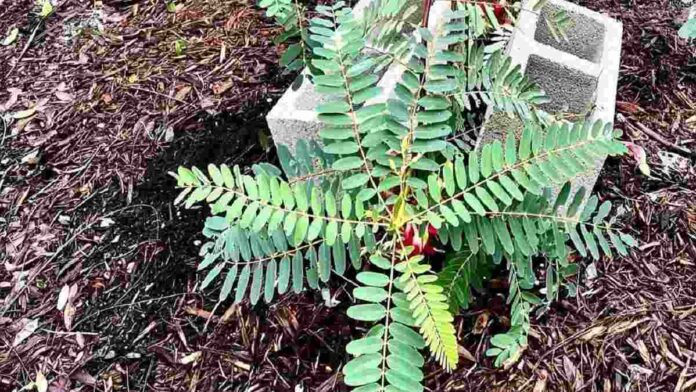 Manfaat Daun Turi, Membantu Mengatasi Sakit Tenggorokan