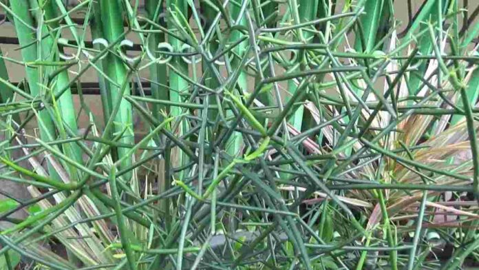 Manfaat Tanaman Patah Tulang untuk Kesehatan Tubuh