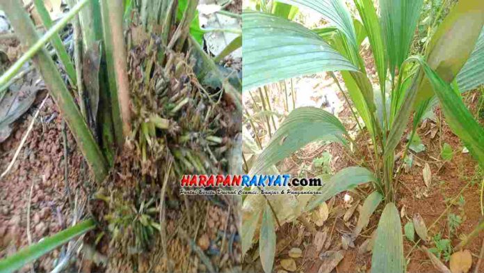 Marasi buah pangandaran