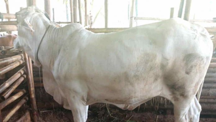 Masyarakat Pangandaran Masih Beli Sapi dari Luar Daerah