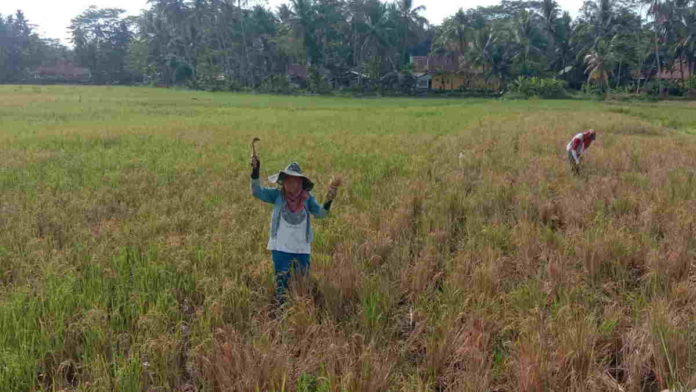 Padi Rekomendasi Pemerintah Kurang Diminati Petani Pangandaran